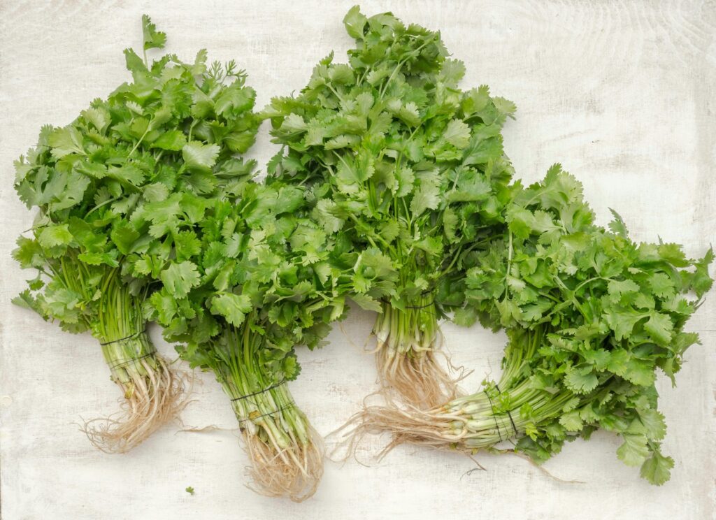 chervil substitute